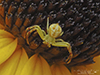 crab spider (Mecaphesa sp.)