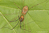 eastern harvestman