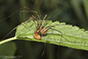 eastern harvestman