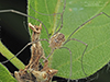 eastern harvestman