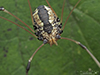 eastern harvestman