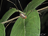 eastern harvestman