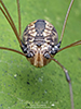 eastern harvestman