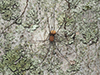 eastern harvestman