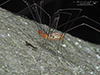 eastern harvestman