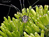 eastern harvestman