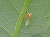 eastern long-legged cobweaver