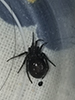 false black widow