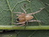 garden ghost spider