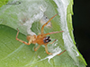 garden ghost spider