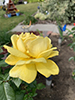 goldenrod crab spider