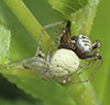 ground crab spider (Xysticus sp.) ground crab spider (Xysticus sp.)