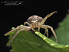 ground crab spider (Xysticus sp.) ground crab spider (Xysticus sp.)