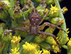 ground crab spider (Xysticus sp.) ground crab spider (Xysticus sp.)