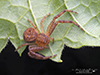 ground crab spider (Xysticus sp.) ground crab spider (Xysticus sp.)