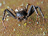ground crab spider (Xysticus sp.) ground crab spider (Xysticus sp.)