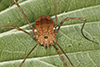 harvestman (Leiobunum sp.)