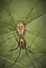harvestman (Leiobunum sp.)