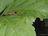 harvestman (Leiobunum sp.)
