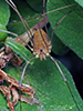 harvestman (Leiobunum sp.)