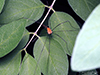 harvestman (Leiobunum sp.)
