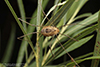 harvestman (order Opiliones)