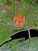 harvestman (Order Opiliones)
