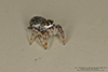 jumping spider (family Salticidae)