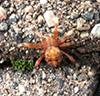 marbled orbweaver