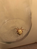 marbled orbweaver