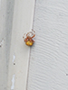 marbled orbweaver