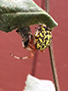 marbled orbweaver