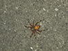 marbled orbweaver