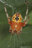 marbled orbweaver