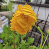 northern crab spider