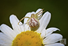 northern crab spider