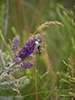 northern crab spider