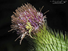 northern crab spider
