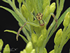 northern crab spider