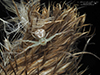 northern crab spider