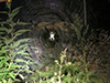 orbweaver (family Araneidae)