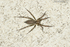 Potter’s grass spider