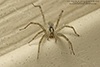 Potter’s grass spider