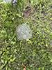 Potter’s grass spider