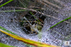 Potter’s grass spider