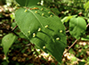 red nail gall mite