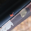 red velvet mite (Trombidium sp.)