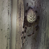 shamrock orbweaver