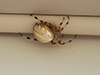 shamrock orbweaver