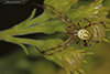 shamrock orbweaver
